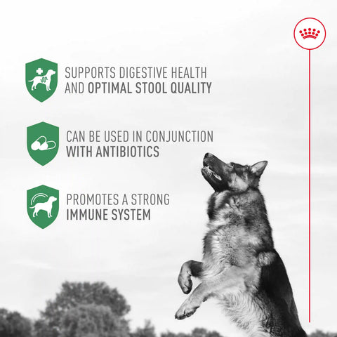 Probiotics for Dogs Digestive and Immune Health Powder Supplement