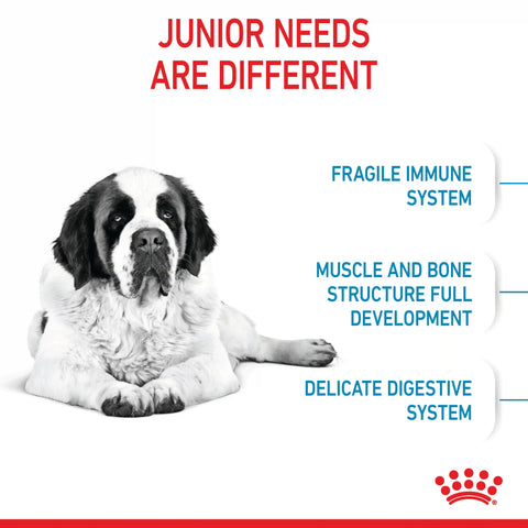 Giant Junior Dry