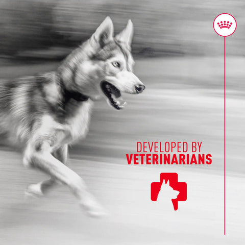 Joint Supplement Soft Chews for Adult Dogs