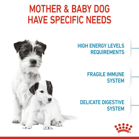 Small Starter Mother & Babydog