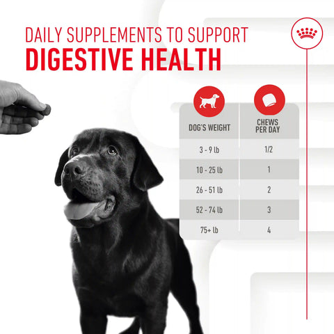 Digestive Supplement Soft Chews for Adult Dogs