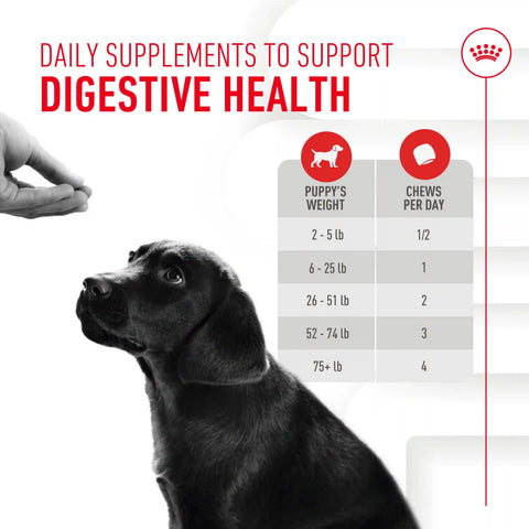 Immunity Digestion Chews (Puppy)
