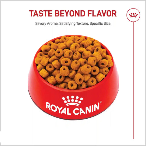Labrador Retriever Adult Dry Dog Food