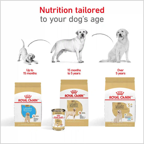 Labrador Retriever Adult Dry Dog Food