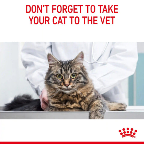 Hair & Skin Care Dry Cat Food