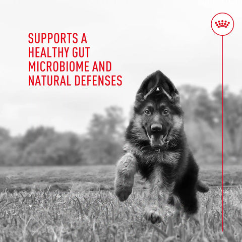 Probiotics for Dogs Digestive and Immune Health Powder Supplement