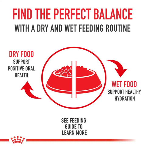 Pomeranian Adult Dry Dog Food