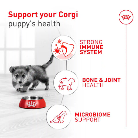 Corgi Puppy Dry Dog Food