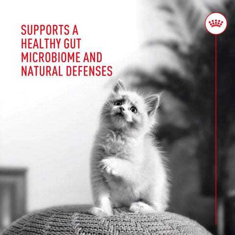 Probiotics for Cats Digestive and Immune Health Powder Supplement