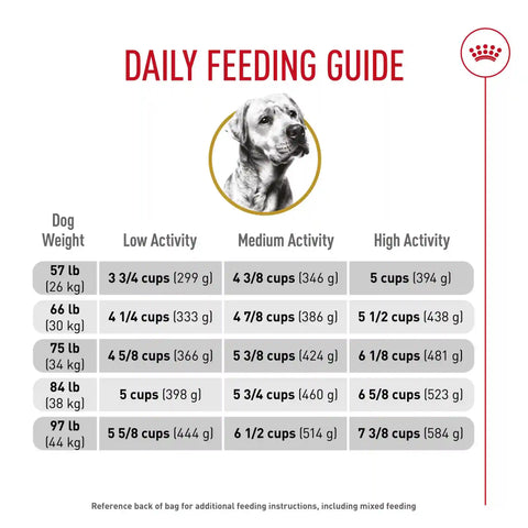 Labrador Retriever Adult Dry Dog Food