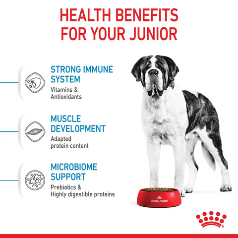 Giant Junior Dry