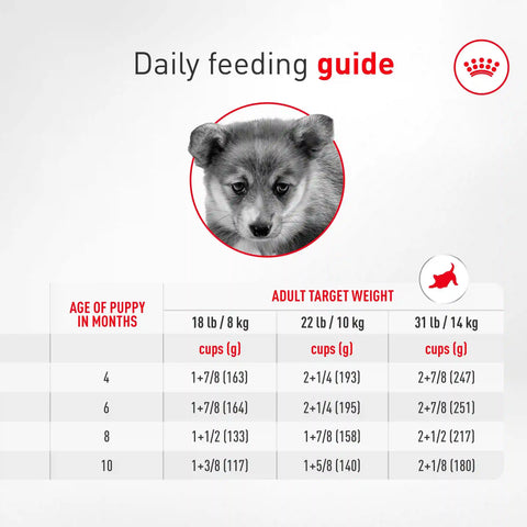 Corgi Puppy Dry Dog Food