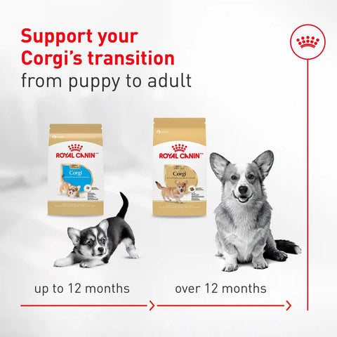 Corgi Adult Dry Dog Food
