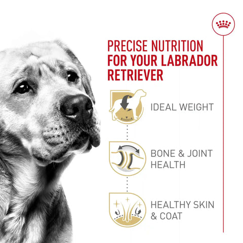 Labrador Retriever Adult Dry Dog Food