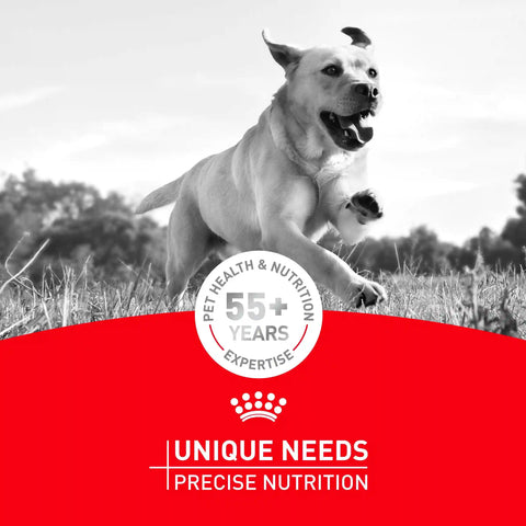 Golden Retriever Adult Dry Dog Food