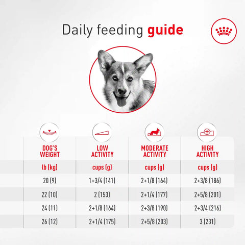 Corgi Adult Dry Dog Food