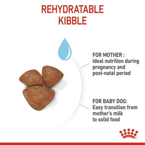 Small Starter Mother & Babydog