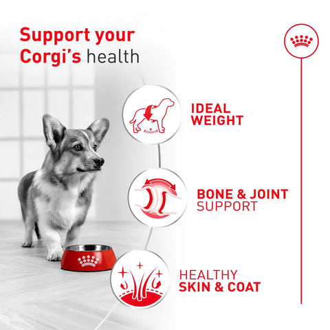 Corgi Adult Dry Dog Food