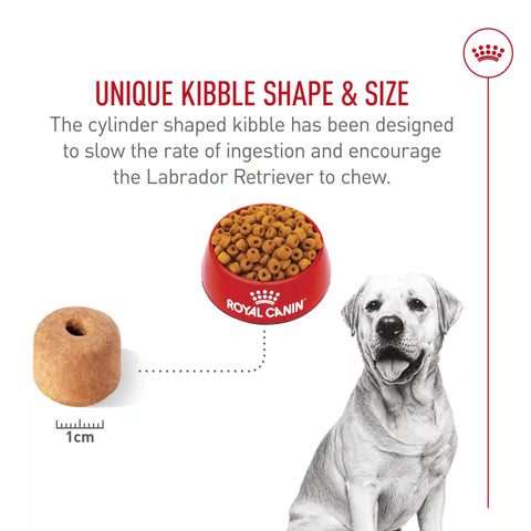 Labrador Retriever Adult Dry Dog Food